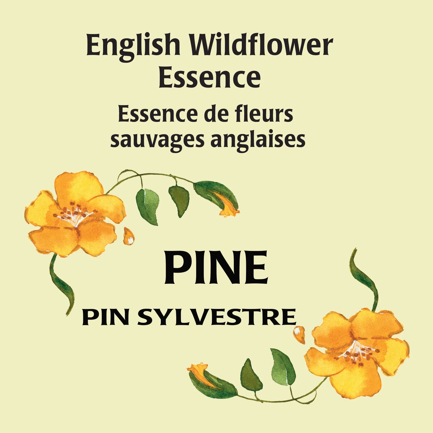 Pine 10 ml